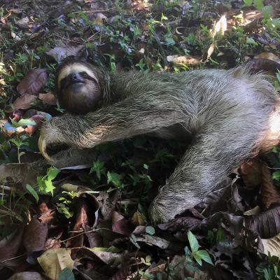 Paresseux au Panama