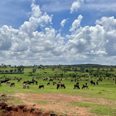 Tanzanie