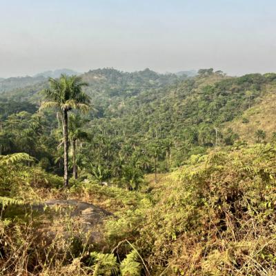 Route du Café en Guinée-Conakry